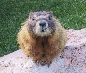 Photograph of a Tarabagan looking at the camera
