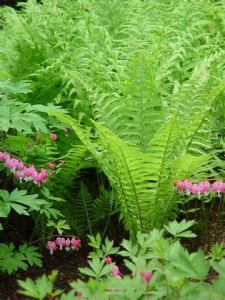 ferns