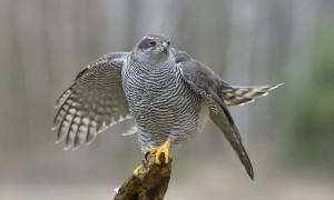 'Murderous, difficult to tame, sulky, fractious and foreign'  a northern goshawk.