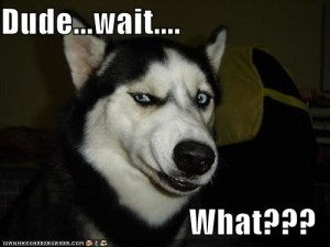 dog-dude-wait-what-a217c16878fd43dfeffb4ccee5f49bb10e5f11bcb178e5e151d17900f829d0ee