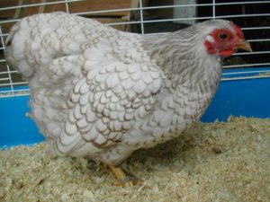 66d15b1d9e85dbe0da488905515692a2