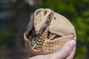 three-banded-armadillo