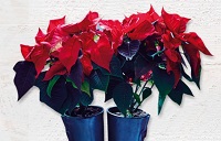 Wyvale poinsettia