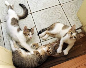   Hemingway cats Capt tony, Benny Goodman, Fats Waller. Taken from https://www.hemingwayhome.com/cats/