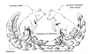 Image credit: http://raymond.rodriguez1.free.fr/Documents/TP/1s31tp2/free_martin.htm