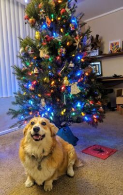 A corgi sitting happily in front of a Christmas tree