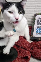 Disgruntled black and white cat sitting next to "The Kaiju Preservation Society" by John Scalzi