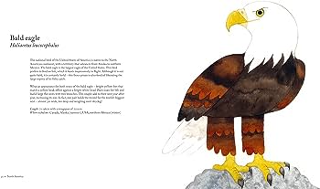 Bald eagle