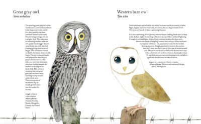 Great gray owl, Western barn owl