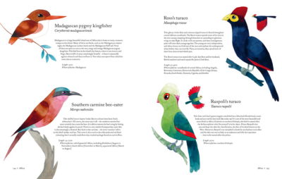 Madagascar pygmy kingfisher, Southern carmine bee-eater, Ross's turaco, Raspoli's turaco