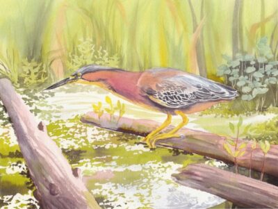 Green heron watercolor, Molly Hashimoto