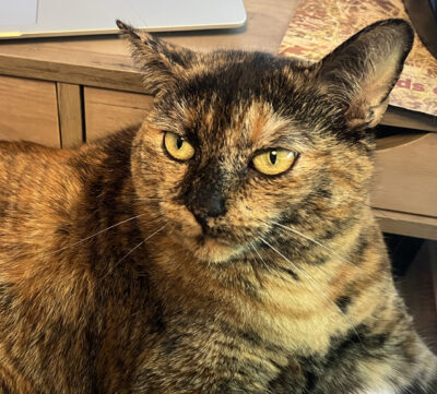 Tortoiseshell cat named Smudge