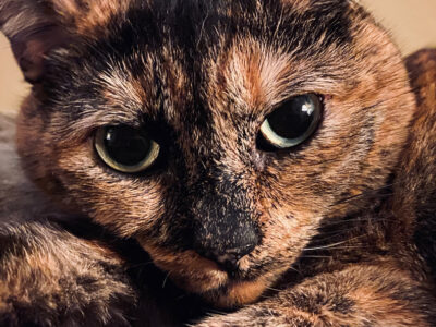 Tortoiseshell cat named Smudge, close-up