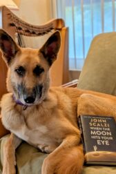 A German shepherd dog curled around the book, "When the Moon Hits Your Eye" by John Scalzi.