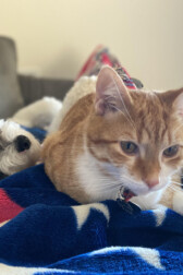 Travis_J_Smith Photo of Travis J. Smith's cat and dog