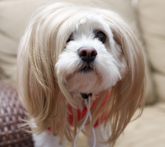 Ernie as Hillary Clinton